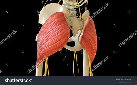 Gluteus Maximus Muscle Anatomy Medical Concept Stock Illustration ...