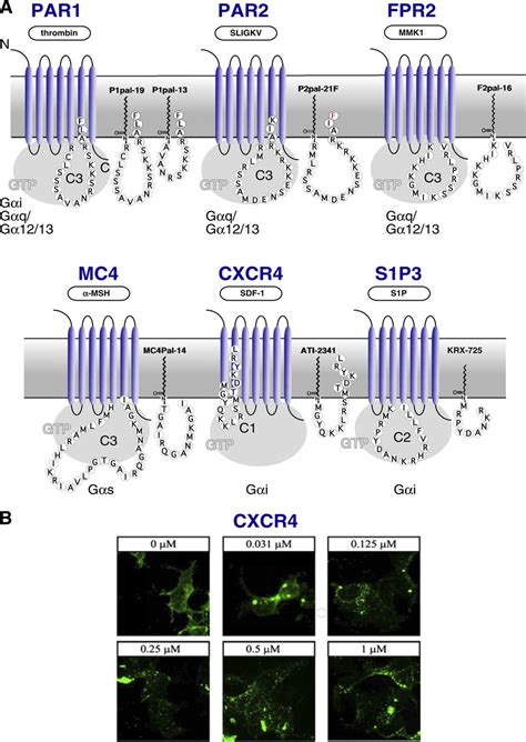 Pepducin Agonist Activity A Schematic Representation Of GPCRs PAR1