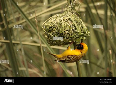 Yellow Weaver Finch Bird Weaving And Building A Nest In South Stock