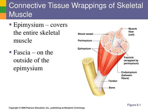 Diagram Of Connective Tissue Surrounding The Muscle Ch 9 Fig