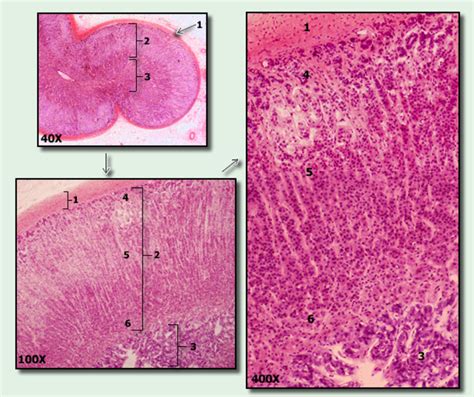 Aandp2 Adrenal Gland Histology Diagram Quizlet