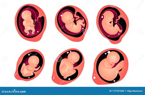 Fases De Desenvolvimento Do Embrião Na Ilustração Do Vetor Uterino