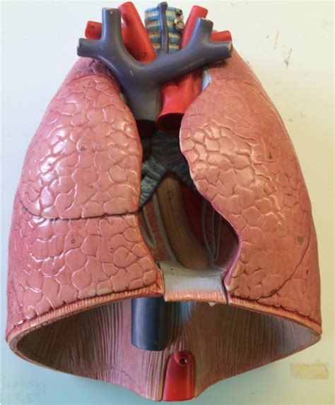 Lungs Pt 2 Diagram Quizlet