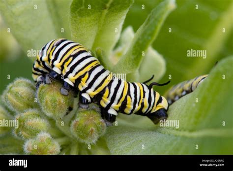 Monarch Caterpillar Danaus Plexippus Caterpillar Nd Rd Instar