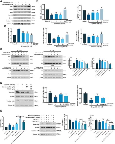 Frontiers Ginsenoside Rb Attenuates Triptolide Induced Cytotoxicity