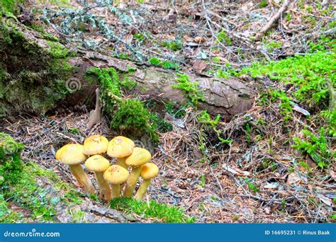 Wild Mushrooms On Forest Floor Stock Image Image Of Mossy Mushroom