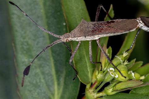 Premium Photo Adult Leaf Footed Bugs Of The Genus Chariesterus Coupling