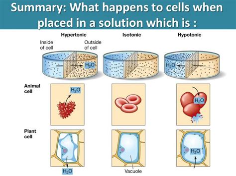 Osmosis, diffusion, active transport | Plant cell, Plant cell labeled ...