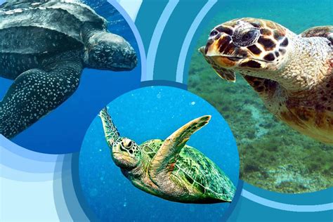 Tortugas marinas qué especies habitan en México