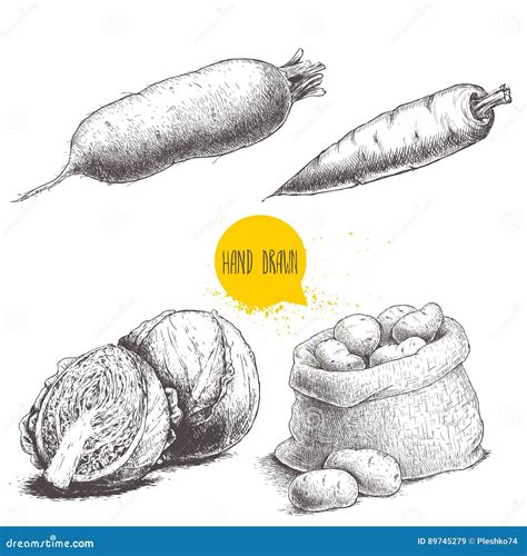 Hand Drawn Sketch Style Vegetables Set Cabbages Beet Root Sack With