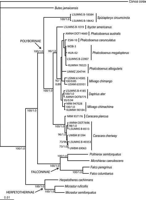 The Majority Rule Consensus Tree Resulting From The Bayesian