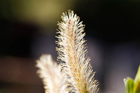 Catkins Willow Catkin Spring Free Photo On Pixabay Pixabay