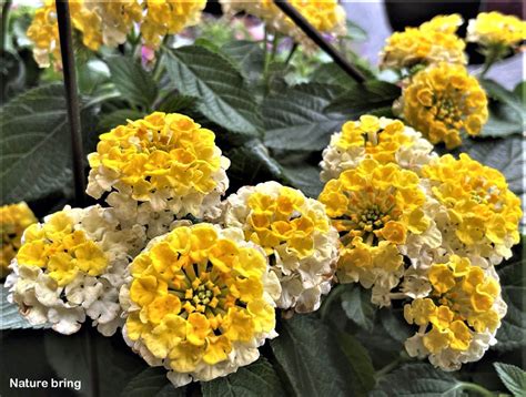 10 Types Of Flowers To Add Contrast Best Flowers For Home