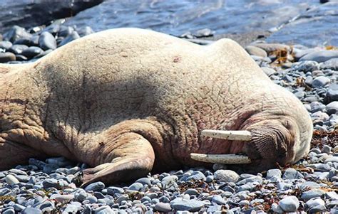 10 walrus facts for kids! - National Geographic Kids