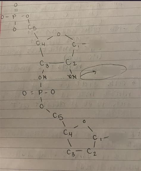 DNA Genetics Quiz Diagram Quizlet