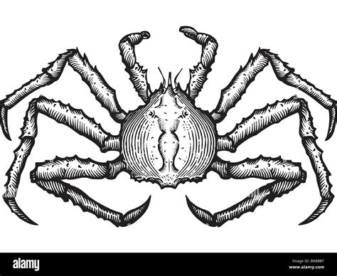 A Black And White Drawing Of A King Crab Stock Photo Alamy