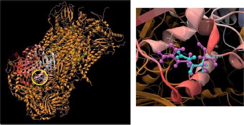 UQCRC1 Gene Encodes Ubiquinol Cytochrome C Reductase Or Cytochrome Bc1