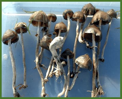 The Best Mushroom Strain For Psilocybin Assisted Therapy Psychedelic