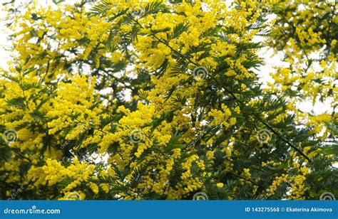 Mimosa Tree Blooms Bright Yellow Holiday Stock Photo Image Of Mimosa