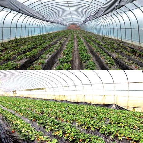 Square Meter Low Cost Single Span Tunnel Vegetable Greenhouse Green