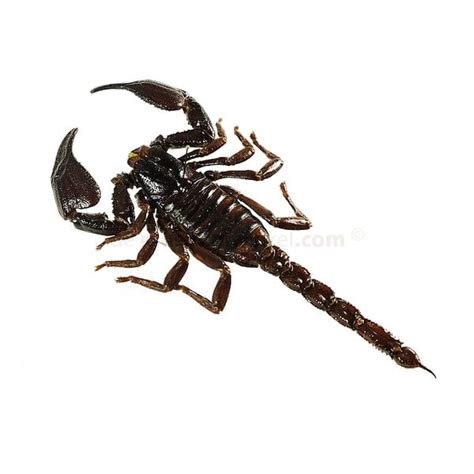 Heterometrus Spinifer Giant Forest Scorpion DMW Nu