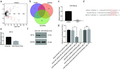 Mir 376a 3p Targeted Downregulates Mt1x A Demirna Volcano Map Of