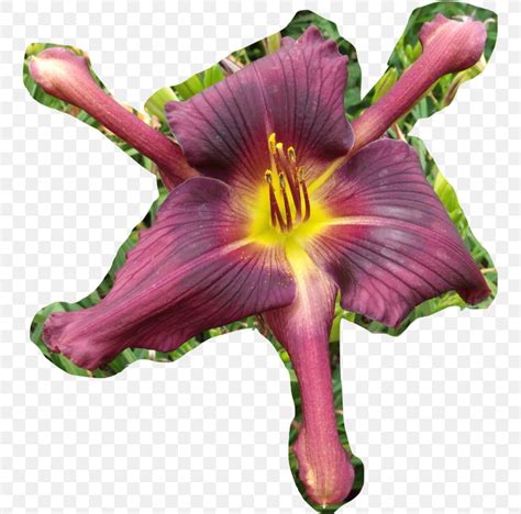 Flower Daylily Tepal Scape Plant Stem, PNG, 748x810px, 2017, Flower, Daylily, Flowering Plant ...