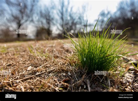 Tuft of green grass in autumn landscape Stock Photo - Alamy