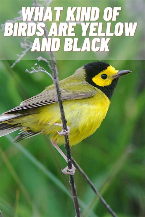 Yellow Bird Black N Yellow Information About Birds Kinds Of Birds