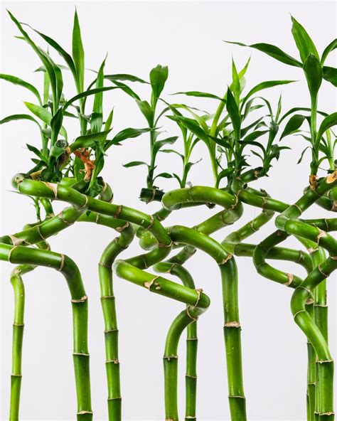 Lucky Bamboo Dracaena Sanderiana Care Growing Guide