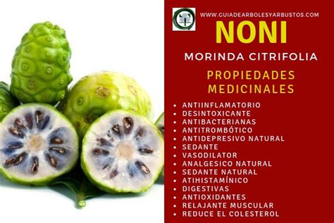 GUÍA DE ÁRBOLES Y ARBUSTOS DE LOS BOSQUES COMESTIBLES Noni Morinda