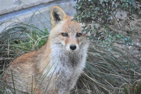 名古屋市東山動植物園 On Twitter ホンドギツネ の 紺 と 瑠璃 。 紺は、担当飼育員の足音を聞いて、目が覚めました