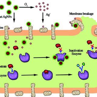 Schematic Illustration Of The Possible Antimicrobial Mechanism Of The