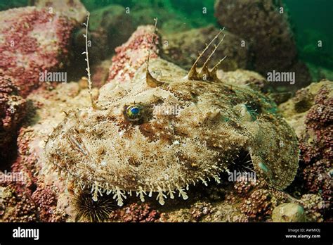 Lophius piscatorius hi-res stock photography and images - Alamy