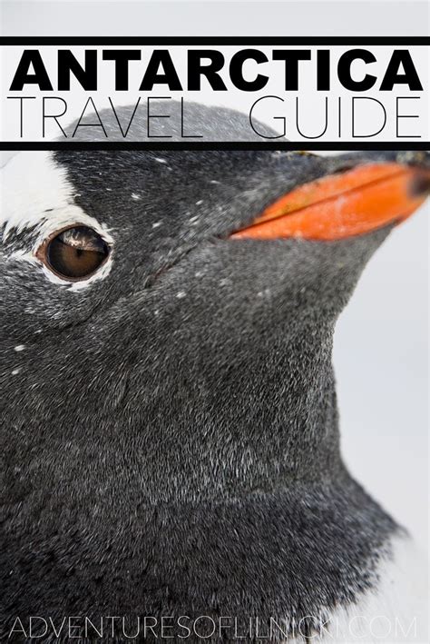 Antarctica Travel Guide | Antarctica travel, Antarctica, Travel guide