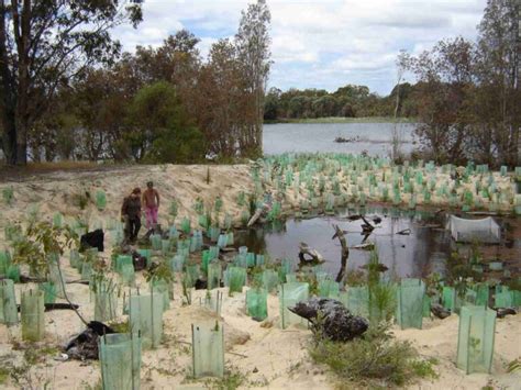 Why Are Wetlands Important Conservation Volunteers Australia