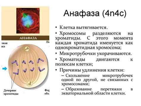 Деление клетки. Митоз - презентация онлайн