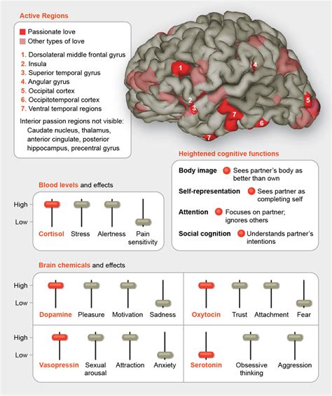 Your Brain in Love | Scientific American