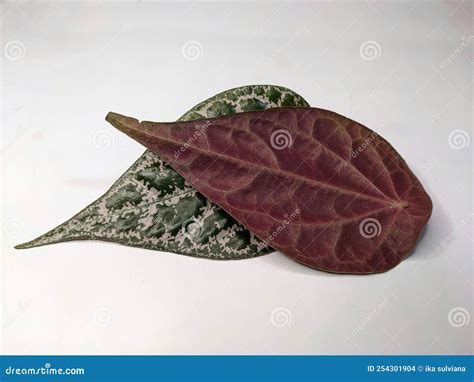 Red Betel Leaf Isolated On White Stock Photo Image Of Lifestyles