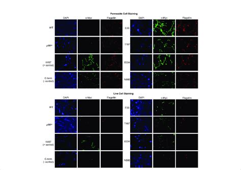 Immunofluorescence Microscopy Demonstrates Surface Localization Of