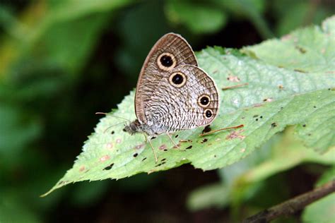 물결나비 Ypthima multistriata koreana Korean Ringlet Butterfly Image ONLY