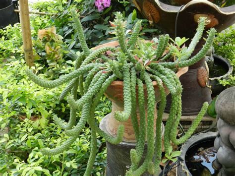 Euphorbia succulenta - World of Succulents