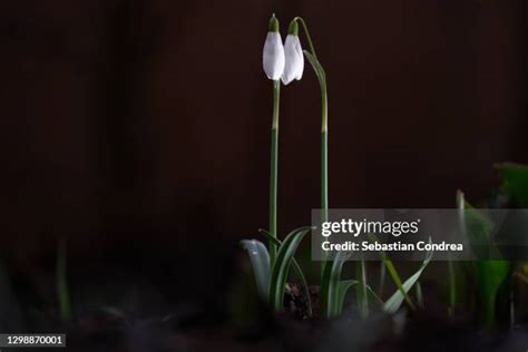 Flowers That Close At Night Photos and Premium High Res Pictures ...