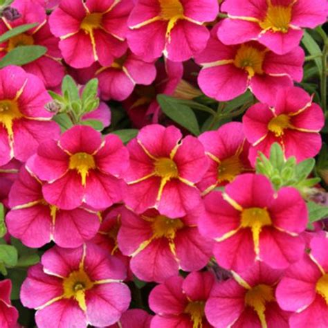 Superbells® Cherry Star Calibrachoa Hybrid Proven Winners