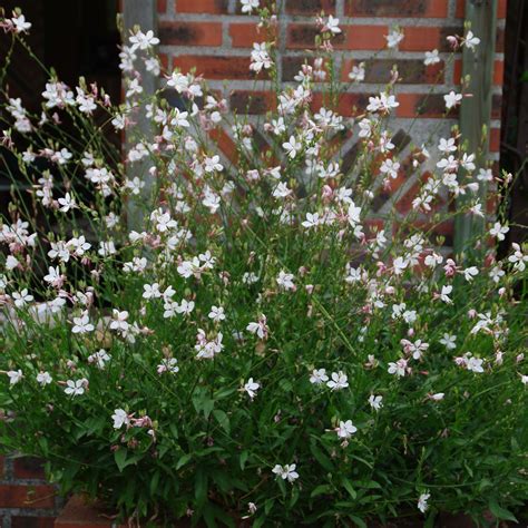 Gaura Lindheimeri Blanc Une Vivace Gracieuse Et Facile