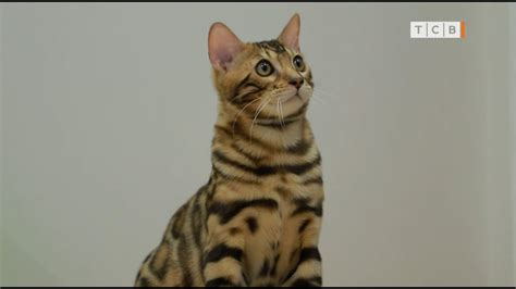 Бенгальские коты. Короли всех котов - YouTube