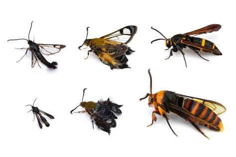 Beetles That Look Like Bees