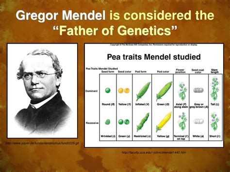 PPT Gregor Mendel Is Considered The Father Of Genetics PowerPoint