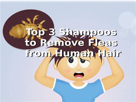 Top 3 Best Flea Shampoo Human Hair (Reviewed 2019)