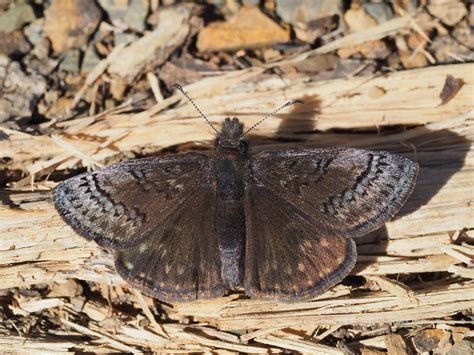 Dusky Butterfly Fish